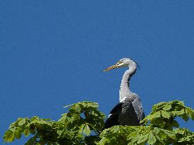 Grey Heron on the top of the tree