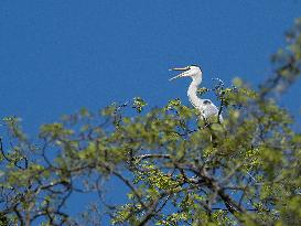 Grey Heron on the top of the tree