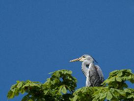 Grey Heron on the top of the tree