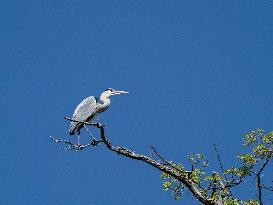 Grey Heron on the branch