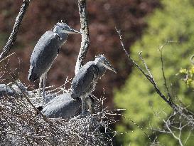 Young grey herons on the nest