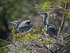 Young grey herons on the nest