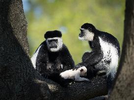 Couple of colobus with cub