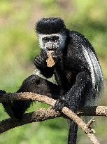 Mantled guereza, meal