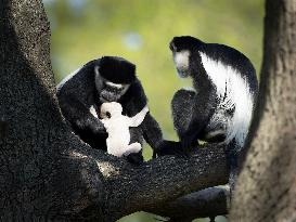 Couple of colobus with cub