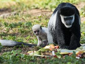 Guereza with a baby, meal