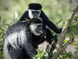 Guereza eating banana