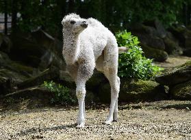 Bactrian camel (Camelus bactrianus), calf, Masafi