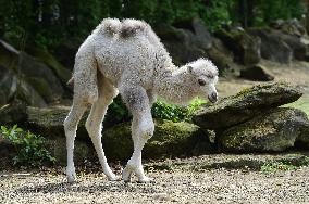 Bactrian camel (Camelus bactrianus), calf, Masafi