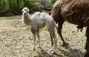 Bactrian camel (Camelus bactrianus), calf, Masafi