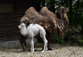 Bactrian camel (Camelus bactrianus), calf, Masafi, Marysza