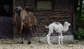 Bactrian camel (Camelus bactrianus), calf, Masafi, Marysza