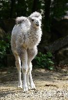 Bactrian camel (Camelus bactrianus), calf, Masafi