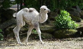 Bactrian camel (Camelus bactrianus), calf, Masafi