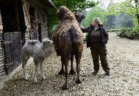 Bactrian camel (Camelus bactrianus), calf, Masafi, Marysza