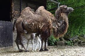 Bactrian camel (Camelus bactrianus), calf, Masafi, Marysza