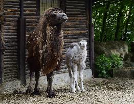 Bactrian camel (Camelus bactrianus), calf, Masafi, Marysza