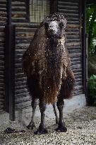 Bactrian camel (Camelus bactrianus), Marysza