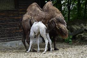 Bactrian camel (Camelus bactrianus), calf, Masafi, Marysza