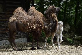 Bactrian camel (Camelus bactrianus), calf, Masafi, Marysza