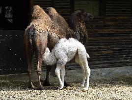 Bactrian camel (Camelus bactrianus), calf, Masafi, Marysza