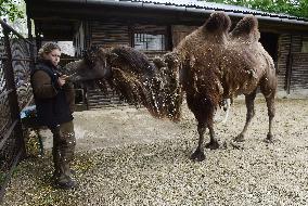 Bactrian camel (Camelus bactrianus), Marysza