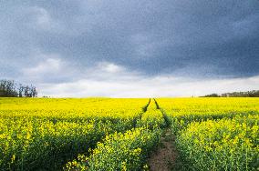 Vysocina, field, sky, clouds, cloudy, blooming rapeseed, Brassica napus, oilseed rape, canola, yellow, blue colour