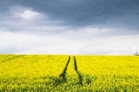 Vysocina, field, sky, clouds, cloudy, blooming rapeseed, Brassica napus, oilseed rape, canola, yellow, blue colour