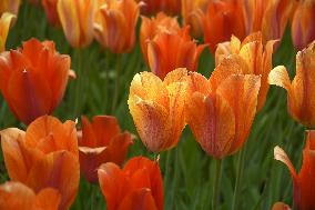 Keukenhof, Garden of Europe, tulips