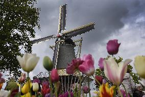 Keukenhof, Garden of Europe, tulips, windmill