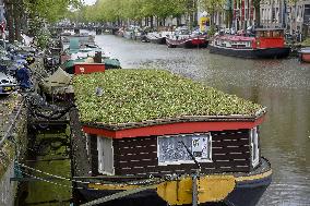 Amsterdam, center of the city, bikes, bicycles, parking, people, tourist, tourists, tourism, boats