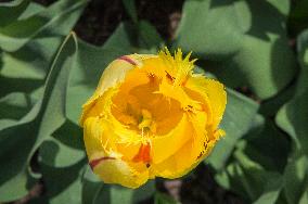 Tulip, TulipaｴFlamencoｴ, tulips exhibition