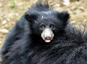 Sloth Bear, Melursus ursinus