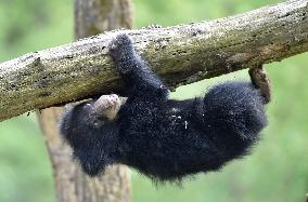 Sloth Bear, Melursus ursinus