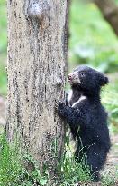 Sloth Bear, Melursus ursinus