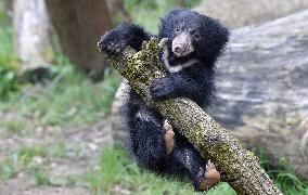 Sloth Bear, Melursus ursinus