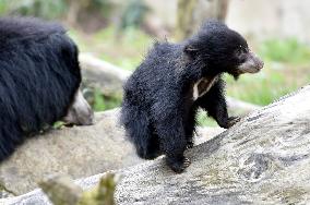 Sloth Bear, Melursus ursinus