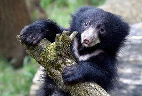 Sloth Bear, Melursus ursinus