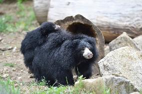 Sloth Bear, Melursus ursinus