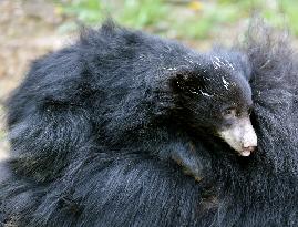 Sloth Bear, Melursus ursinus