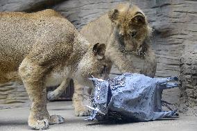 Barbary lion, Panthera leo leo