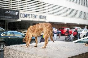 Connaught Place, dog