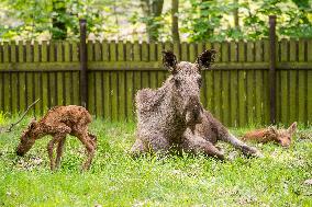 moose (Alces alces), calf