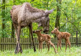 moose (Alces alces), calf