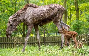 moose (Alces alces), calf