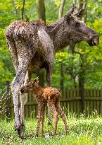 moose (Alces alces), calf