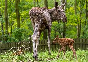 moose (Alces alces), calf