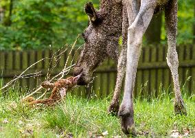 moose (Alces alces), calf