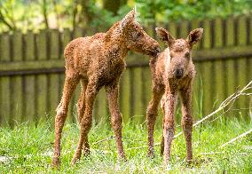 moose (Alces alces), calf, calves, twins