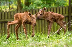 moose (Alces alces), calf, calves, twins